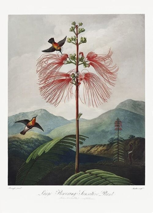 Poster Robert J. Thornton - The Temple of Flora