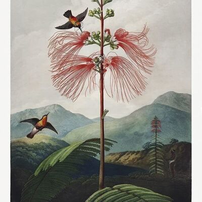 Affiche Robert J. Thornton - Le Temple de la Flore