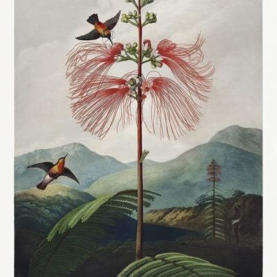 Póster Robert J. Thornton - El templo de Flora