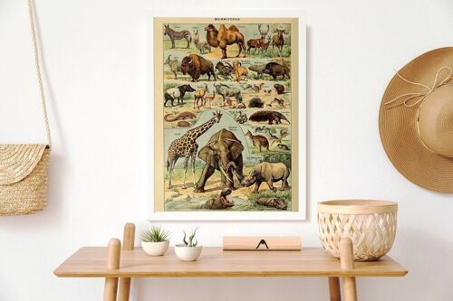 Poster Vintage Zoogdieren - Millot