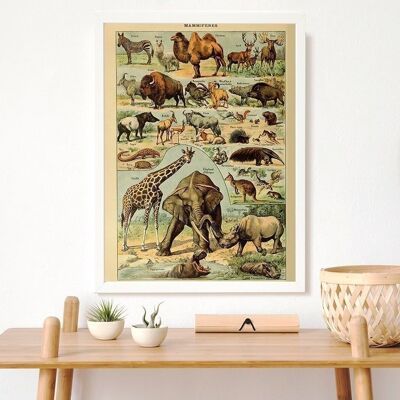 Poster Vintage Zoogdieren - Millot