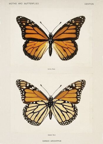 Papillon monarque vintage - Animaux Poster 2