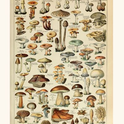 Poster Vintage Champignons - Millot