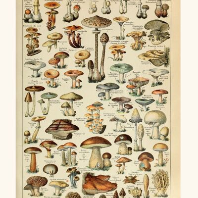 Poster Vintage Mushrooms - Millot