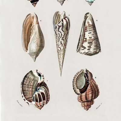 Poster Vintage Shells - Animals