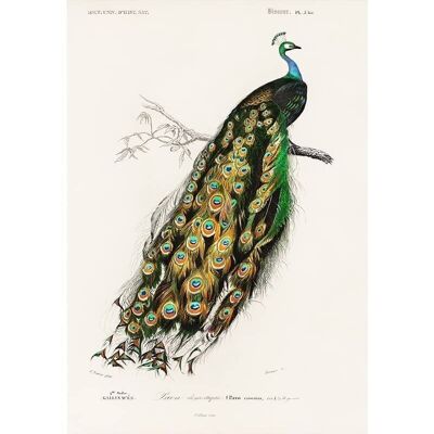 Póster Pavo real nativo americano - Animales