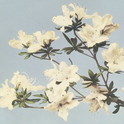 Poster Vintage Japanse Azaleas