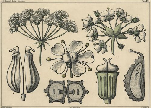 Poster Botanische Planten - Vintage