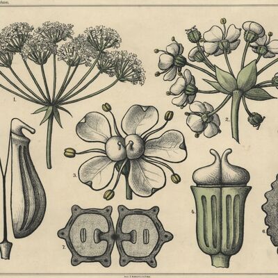 Poster Botanische Pflanzen - Vintage