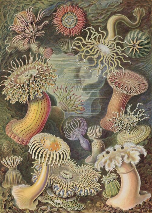 Poster Ernst Haeckel - Actiniae
