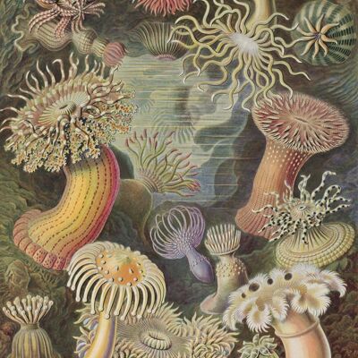 Affiche Ernst Haeckel - Actiniae