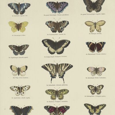 Poster Schmetterlinge - Vintage Kapellen