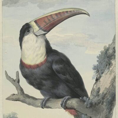 Poster Aert Schouman - Red-billed Toucan