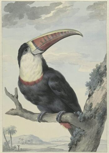 Affiche Aert Schouman - Toucan à bec rouge