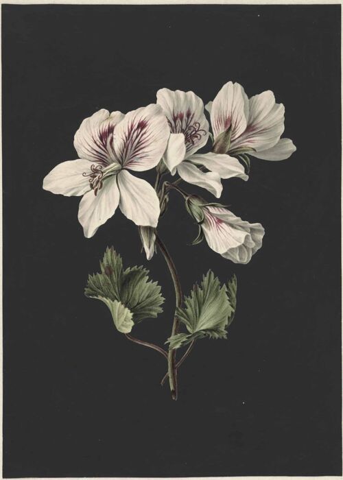 Poster Botanische Bloem - Zwarte Achtergrond