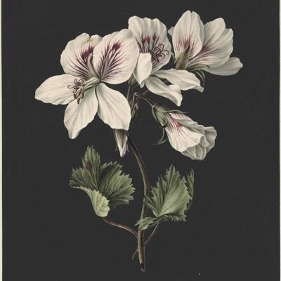 Póster Flor botánica - Fondo negro