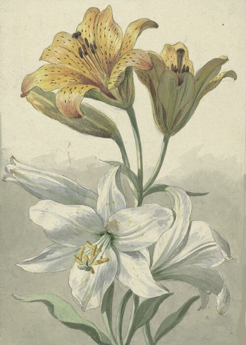 Poster Willem van Leen - Witte en Gele lelies