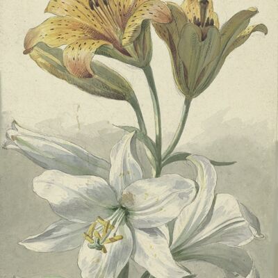 Poster Willem van Leen - White and Yellow Lilies