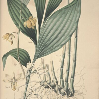 Poster Orchidea botanica - Vintage