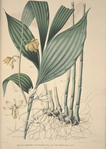 Affiche Botanique Orchidée - Vintage