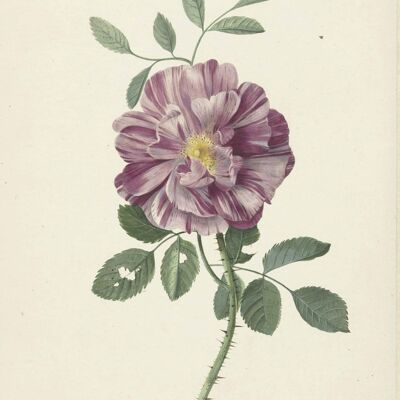 Cartel botánico rosa
