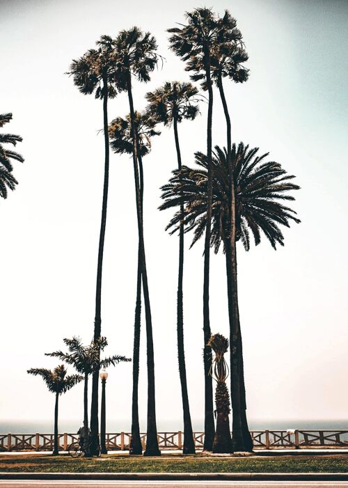 Poster Palmbomen - Los Angeles