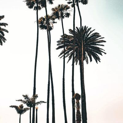 Póster Palm Trees - Los Ángeles