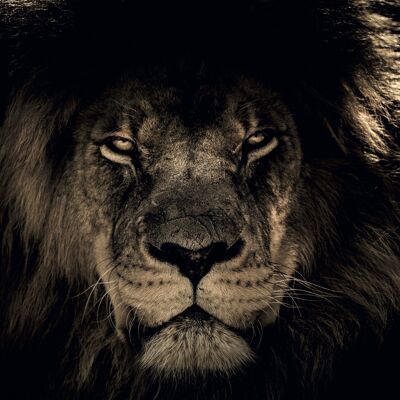 Poster Afrikanischer Löwe - Tiere