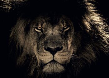 Poster Lion d'Afrique - Animaux