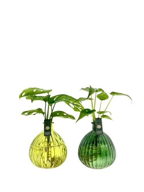 LOFE plants - Jive XL vase colored - per piece mix
