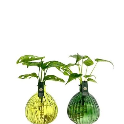 Plantes LOFE - Vase Jive XL coloré - mélange par pièce