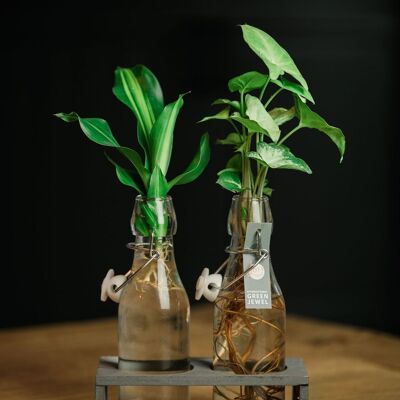 Planta LOFE - Dúo hidropónico Ann gris