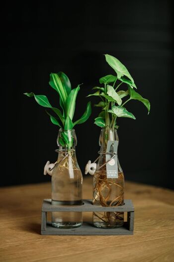 Plante LOFE - Duo hydroponique Ann gris