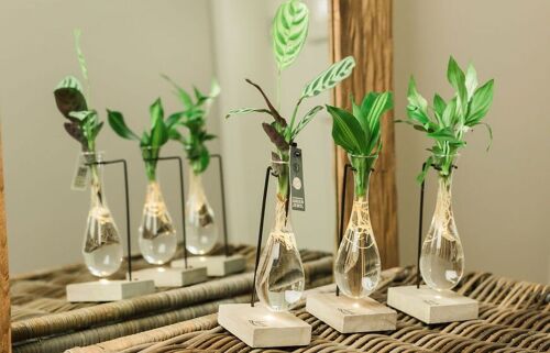 LOFE plant - hydroponic wooden hanging vase + lighting per piece mix