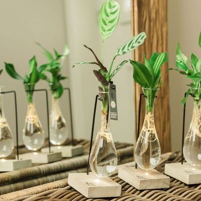 Planta LOFE - jarrón colgante de madera hidropónico + mezcla de iluminación por pieza