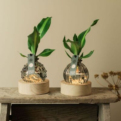 Plante LOFE - vase teinté ampoule hydroponique par pièce (sans lumière)