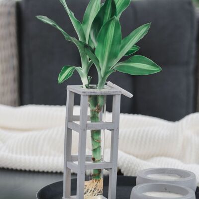 LOFE-Pflanze – Hydroponik-Holzregal + Beleuchtung