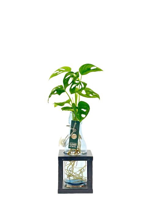 LOFE plant - hydroponics Monstera in zwarte fles + metalen verlichte houder