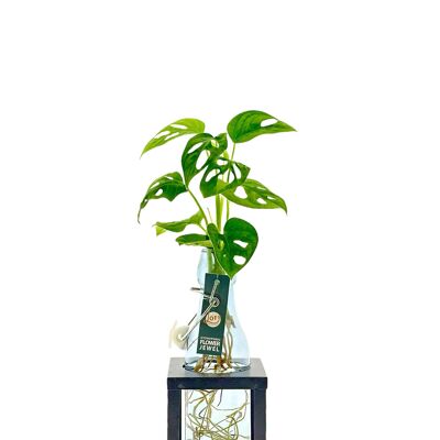 Plante LOFE - hydroponie Monstera en bouteille noire + support lumineux en métal