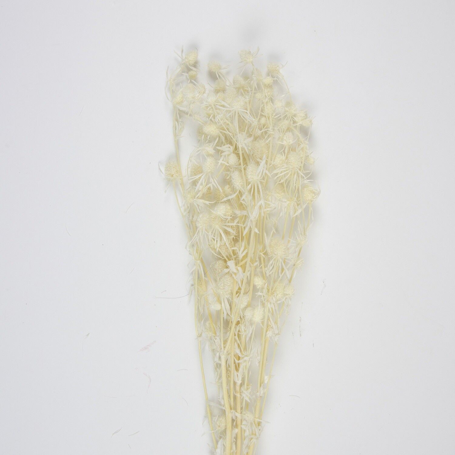 MAZZO DI CARDO BIANCO SECCO