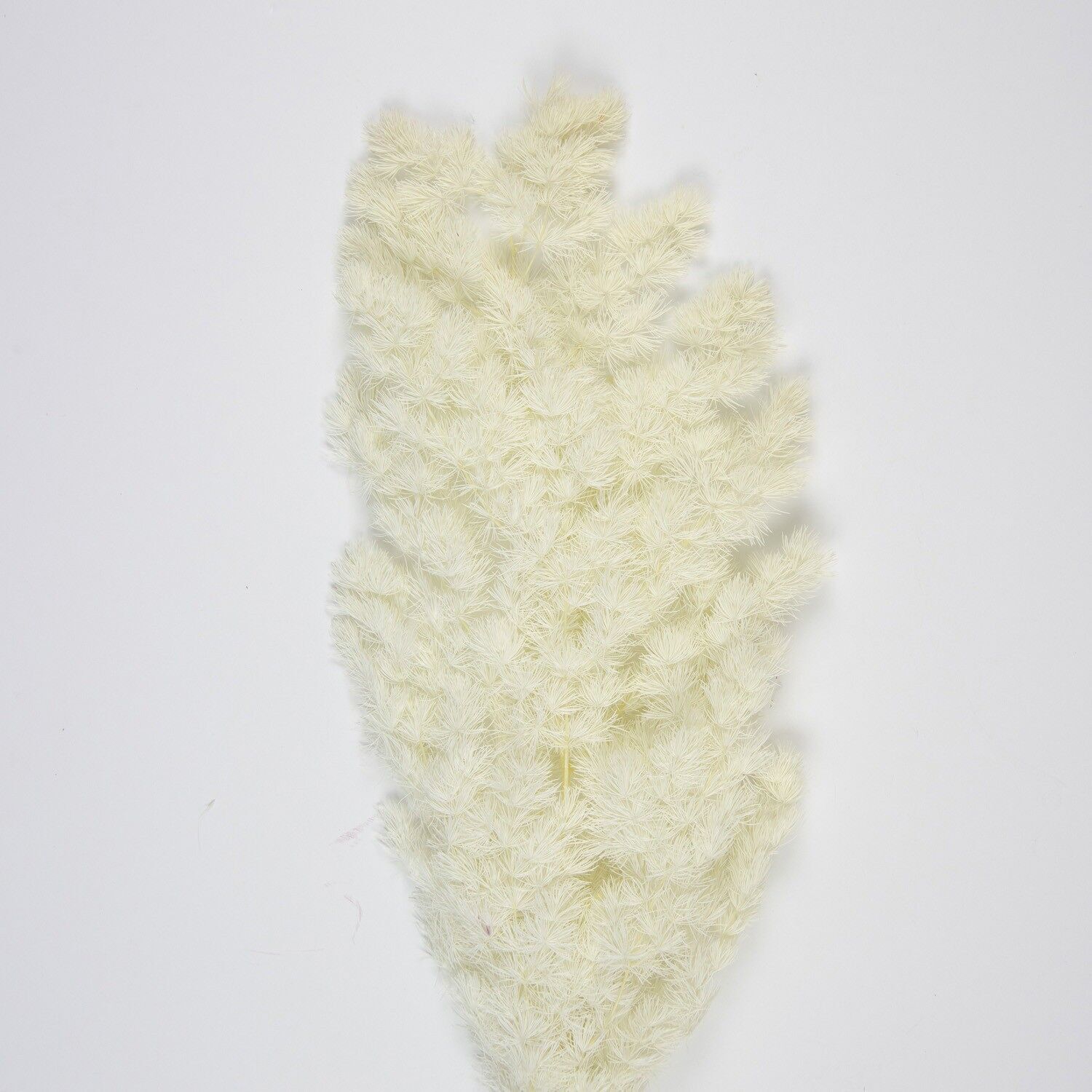 BOUQUET DI ASPARAGI BIANCHI DELLA PAMPA