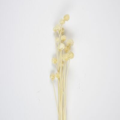 BOUQUET OF DRIED THISTLES