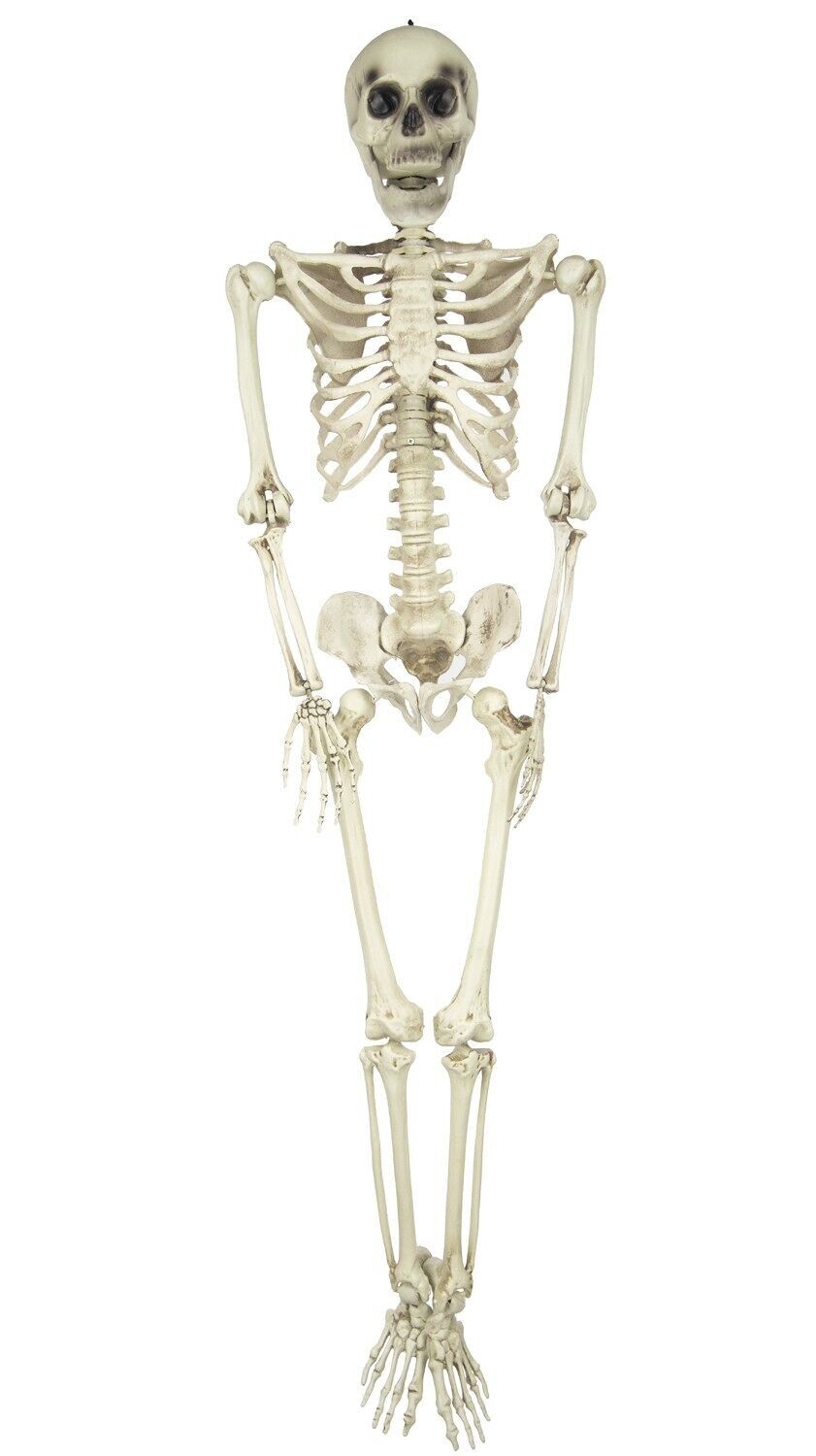 SCHELETRO DIMENSIONI UMANE 160CM
