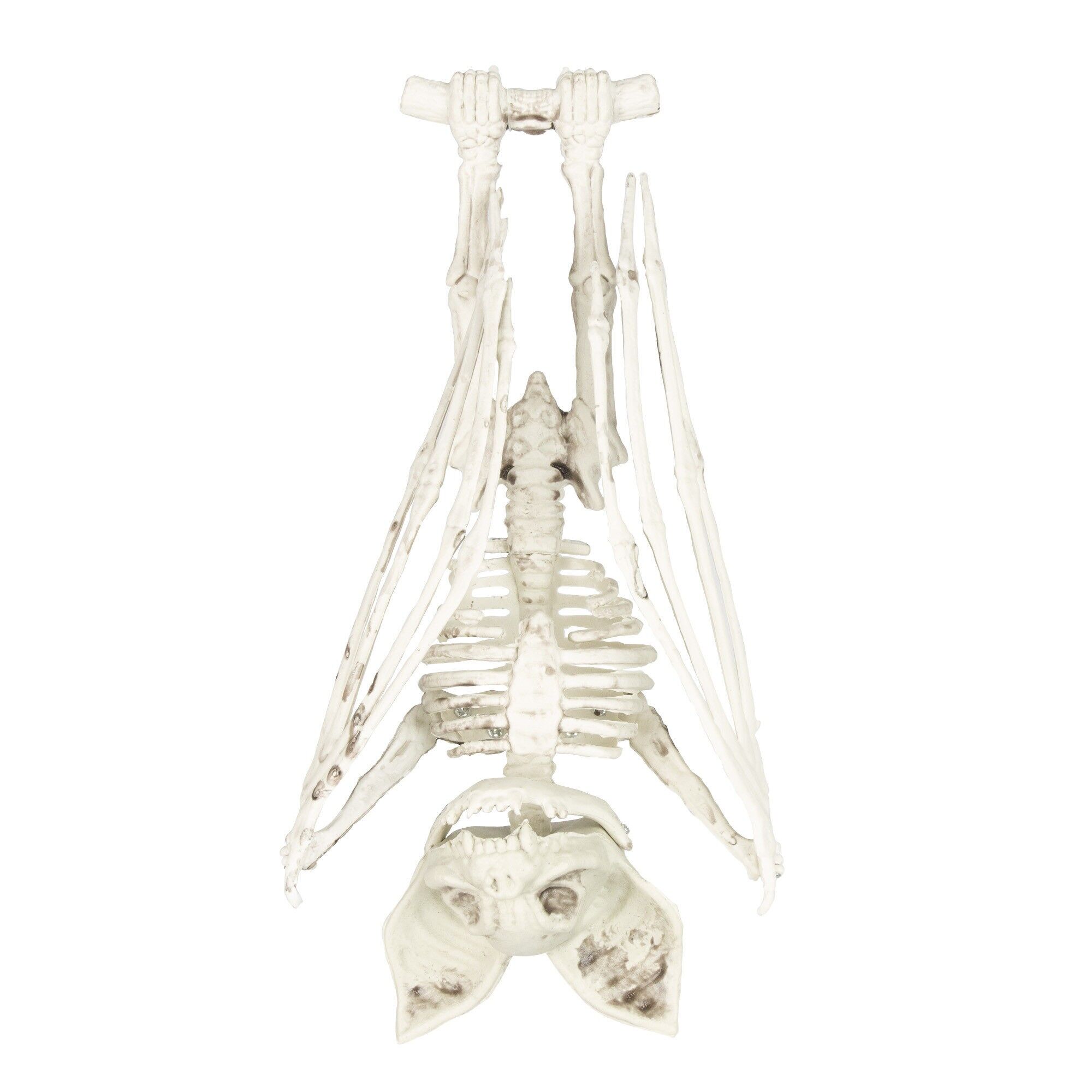 SCHELETRO DI PIPISTRELLO 27CM