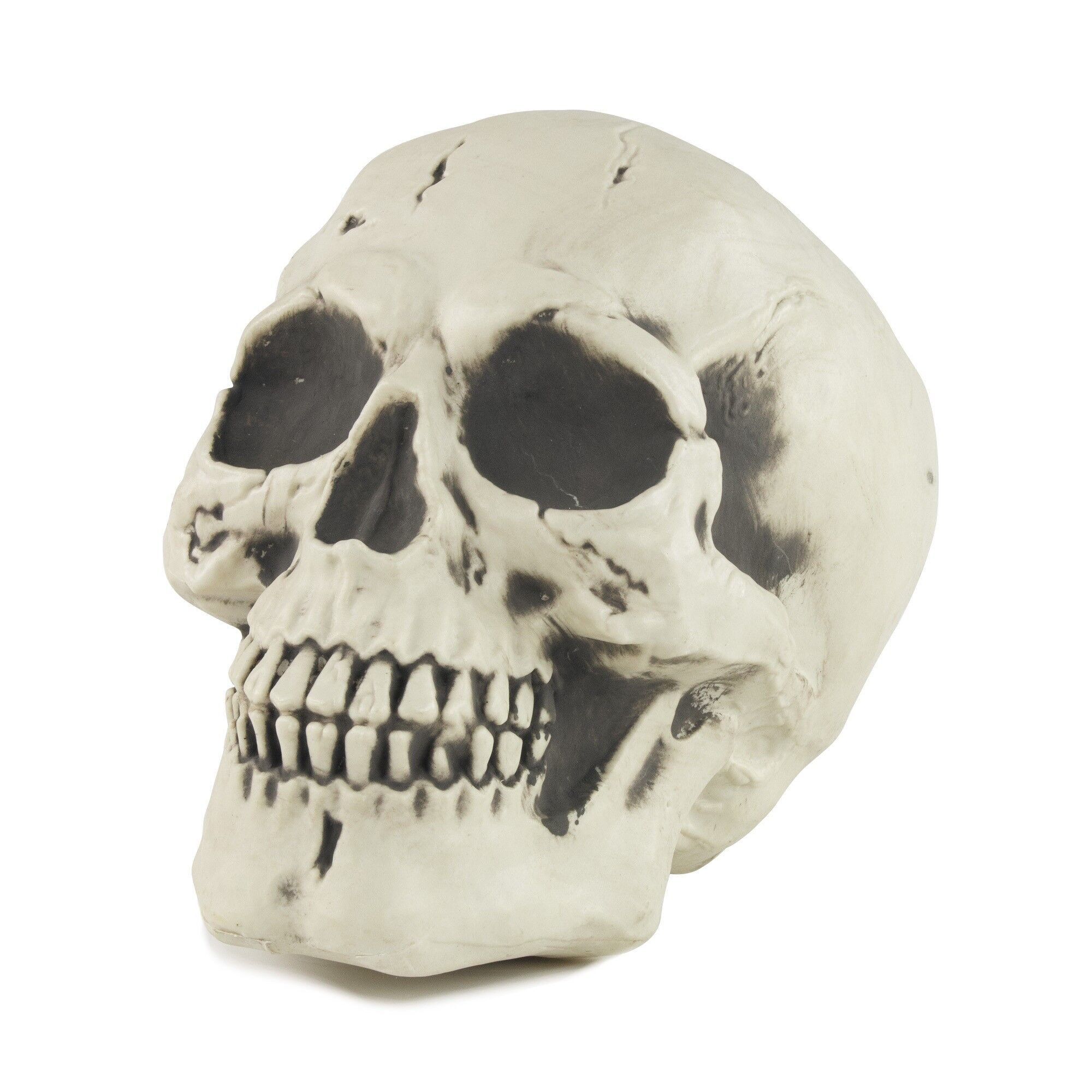 TESTA DI SCHELETRO A GRANDEZZA NATURALE