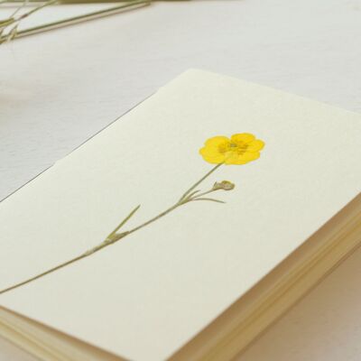 Cuaderno de herbario de flores silvestres A6 • Ranúnculo