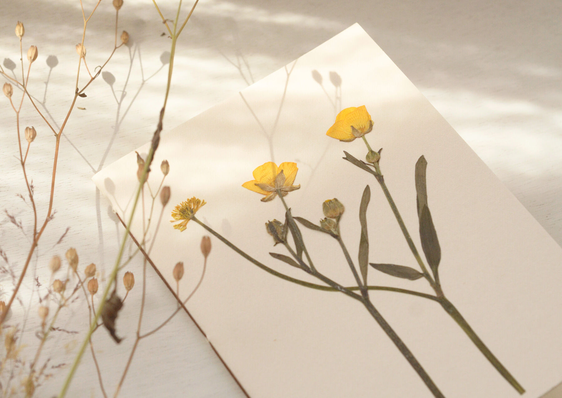 A6 Wildflower Herbarium Notebook • Buttercup