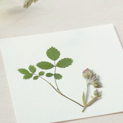 Bouquet di rose selvatiche Erbario • Fiori pressati • 10x10 cm