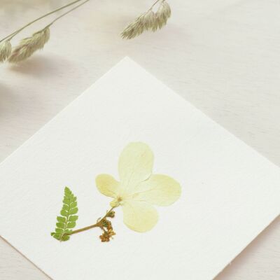 Erbario floreale: bouquet di Japonica • 10x10 cm