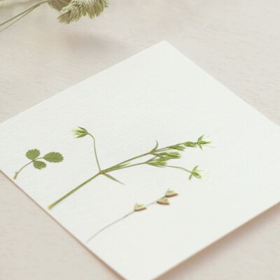 Scheda erbario di fiori selvatici: Bouquet di prateria • 10x10 cm